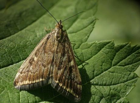 луговой мотылек